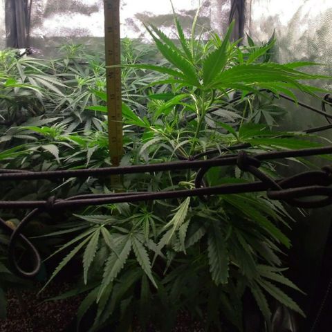 Prenseeds Verde growlog timeline photo