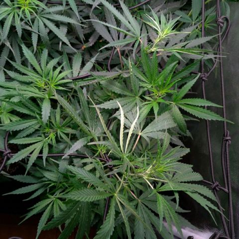 Prenseeds Verde growlog timeline photo