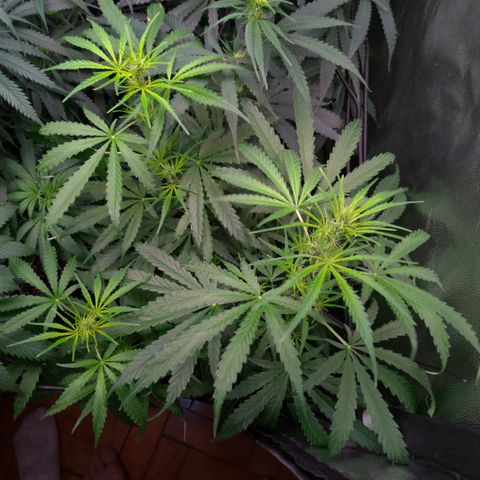 Prenseeds Verde growlog timeline photo