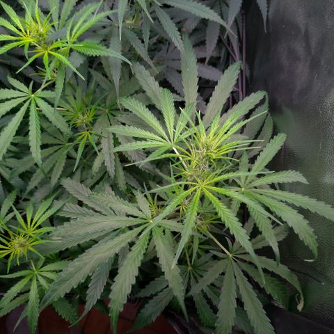 Prenseeds Verde growlog timeline photo
