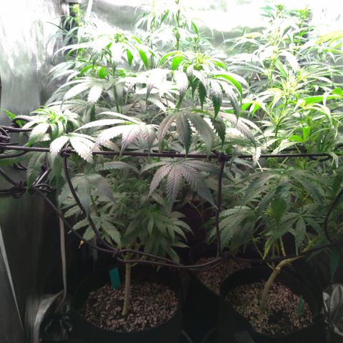 Prenseeds Verde growlog timeline photo