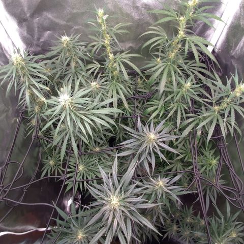 Prenseeds Verde growlog timeline photo