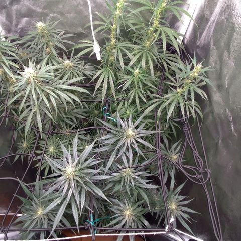 Prenseeds Verde growlog timeline photo