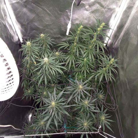 Prenseeds Verde growlog timeline photo