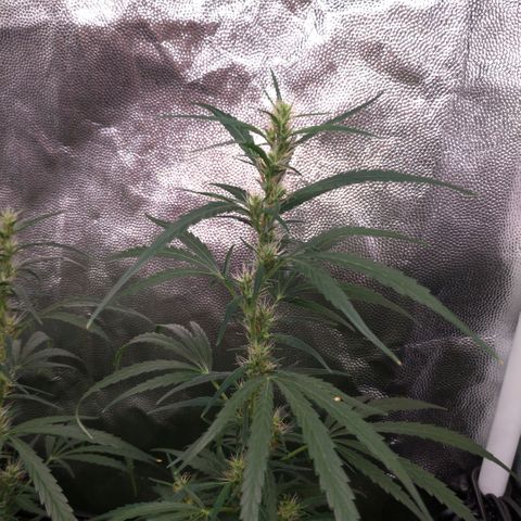 Prenseeds Verde growlog timeline photo