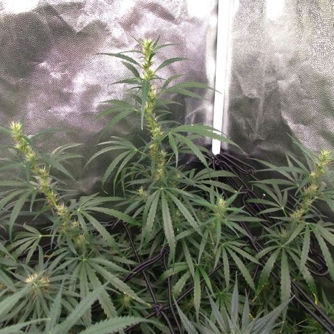 Prenseeds Verde growlog timeline photo