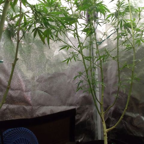 Prenseeds Verde growlog timeline photo