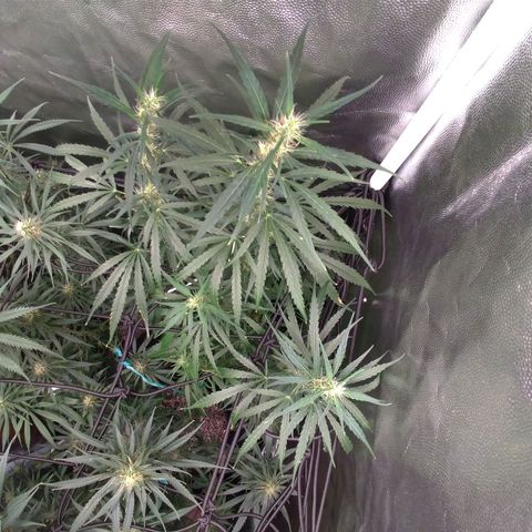 Prenseeds Verde growlog timeline photo