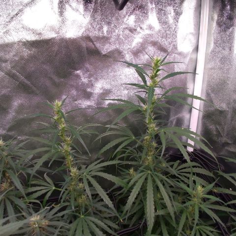 Prenseeds Verde growlog timeline photo