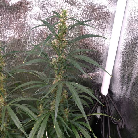 Prenseeds Verde growlog timeline photo