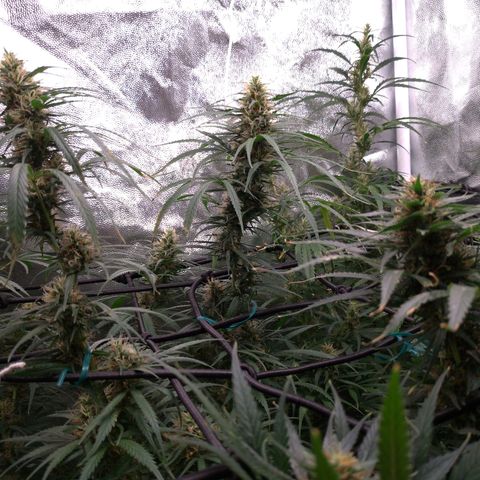 Prenseeds Verde growlog timeline photo