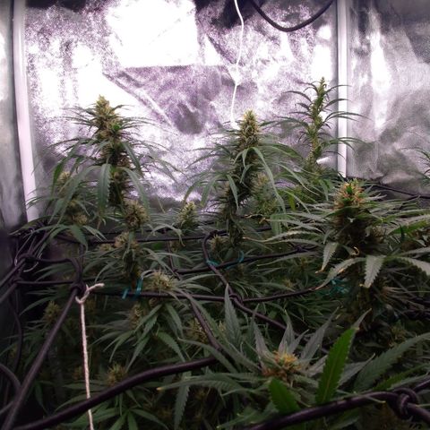 Prenseeds Verde growlog timeline photo
