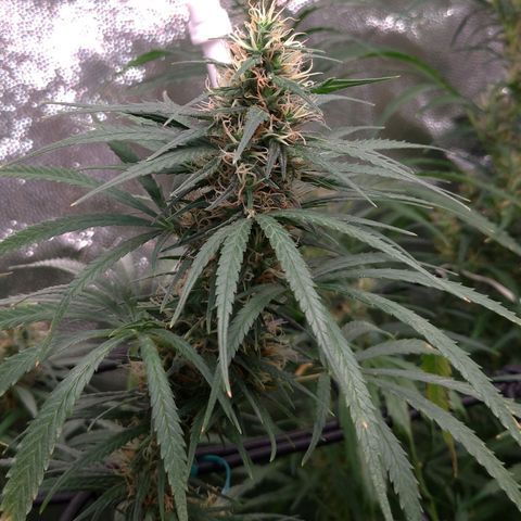Prenseeds Rosa growlog timeline photo
