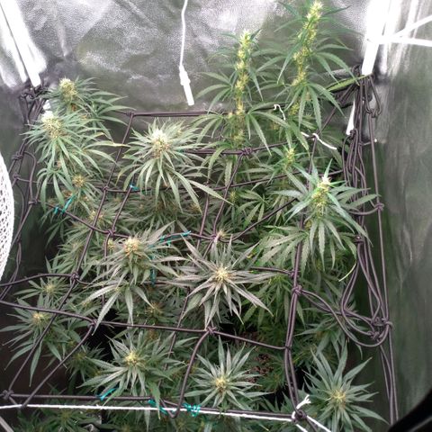 Prenseeds Verde growlog timeline photo