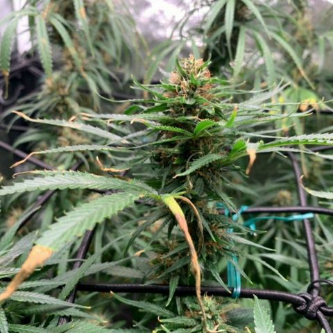 Prenseeds Amarela growlog timeline photo