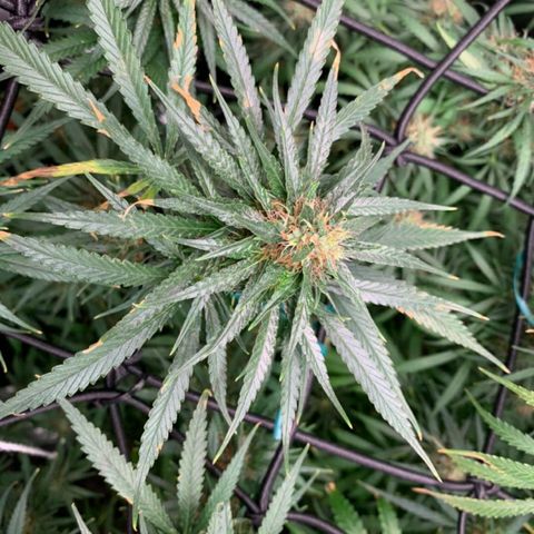 Prenseeds Amarela growlog timeline photo