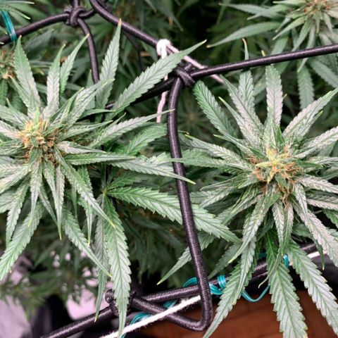 Prenseeds Amarela growlog timeline photo
