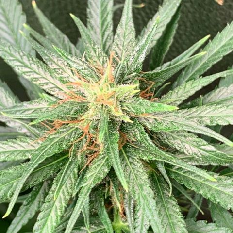 Prenseeds Amarela growlog timeline photo