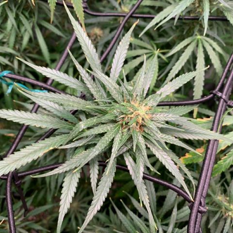 Prenseeds Amarela growlog timeline photo