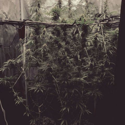 Prenseeds Amarela growlog timeline photo