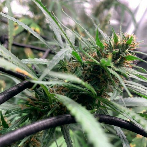 Prenseeds Amarela growlog timeline photo