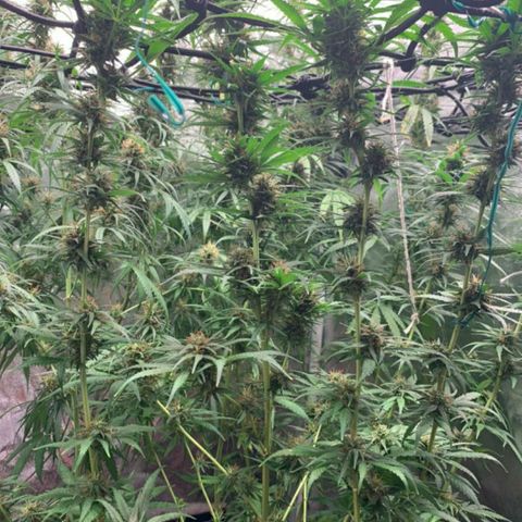 Prenseeds Amarela growlog timeline photo