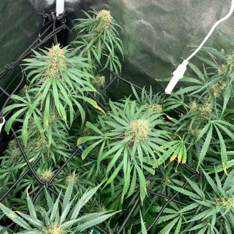 Prenseeds Rosa growlog timeline photo