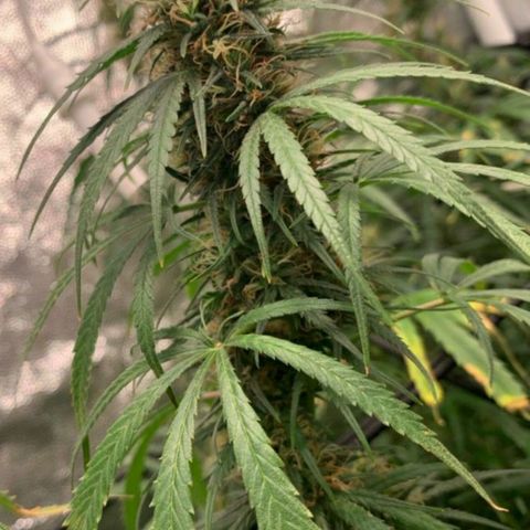 Prenseeds Rosa growlog timeline photo