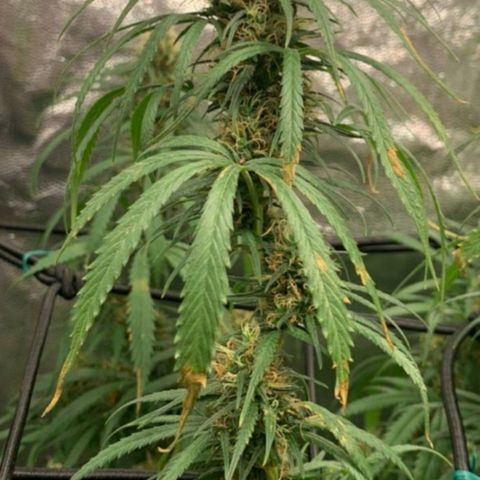 Prenseeds Rosa growlog timeline photo
