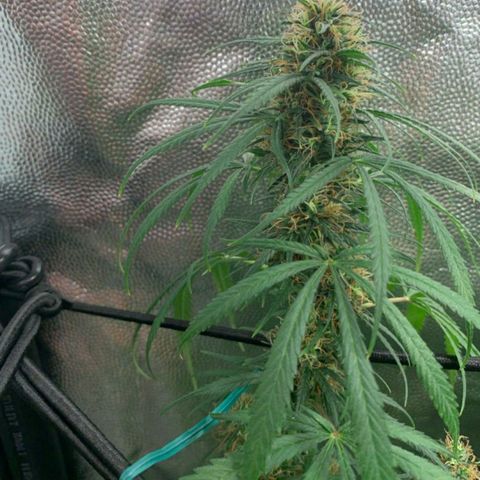 Prenseeds Rosa growlog timeline photo