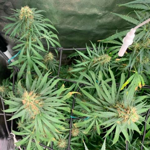 Prenseeds Rosa growlog timeline photo