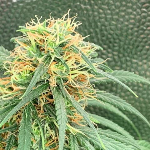 Prenseeds Rosa growlog timeline photo
