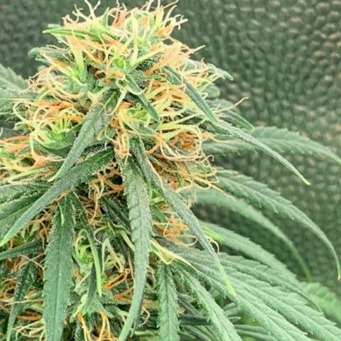 Prenseeds Rosa growlog timeline photo