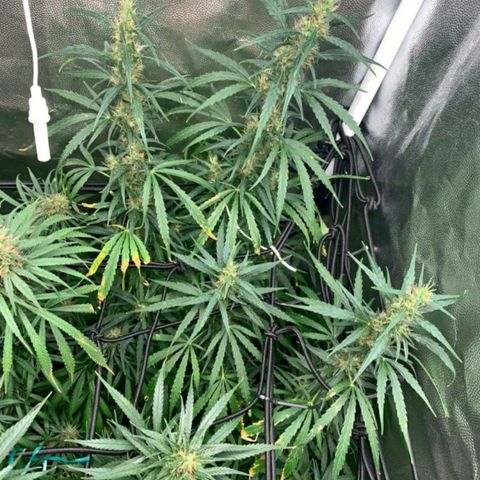Prenseeds Verde growlog timeline photo