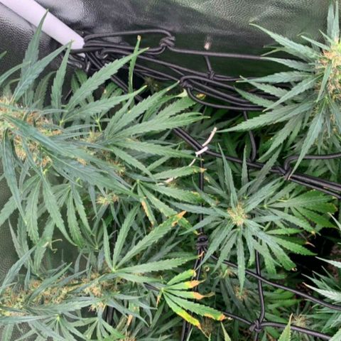 Prenseeds Verde growlog timeline photo