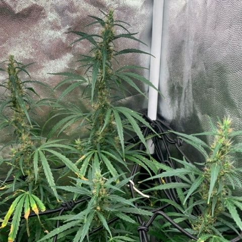Prenseeds Verde growlog timeline photo