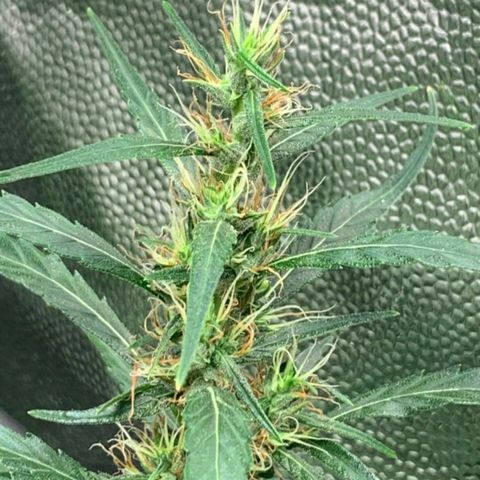 Prenseeds Verde growlog timeline photo