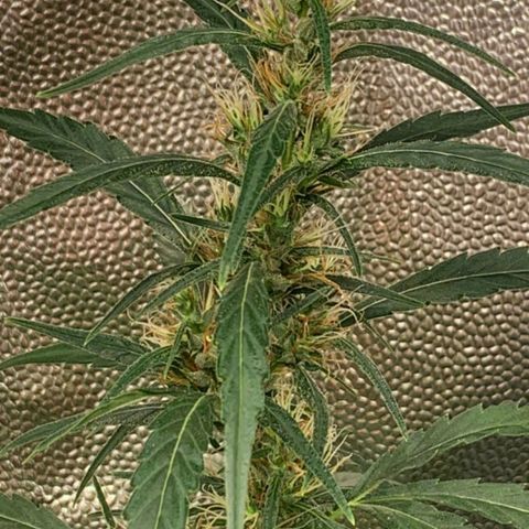 Prenseeds Verde growlog timeline photo