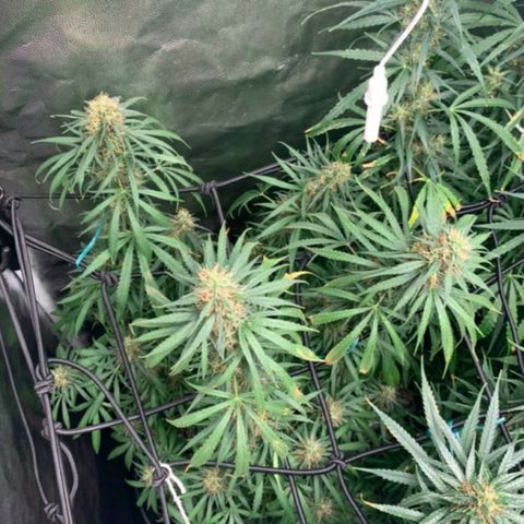 Prenseeds Rosa growlog timeline photo