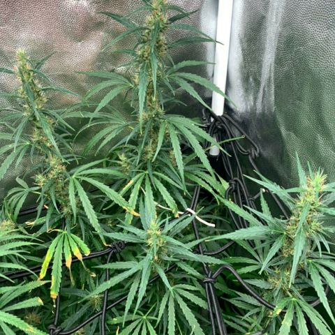Prenseeds Verde growlog timeline photo