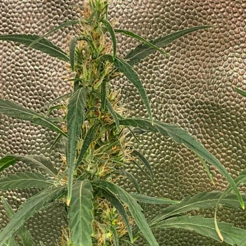 Prenseeds Verde growlog timeline photo