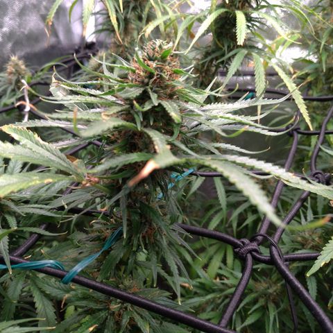 Prenseeds Amarela growlog timeline photo