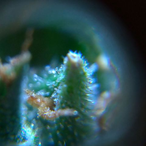 Prenseeds Amarela growlog timeline photo
