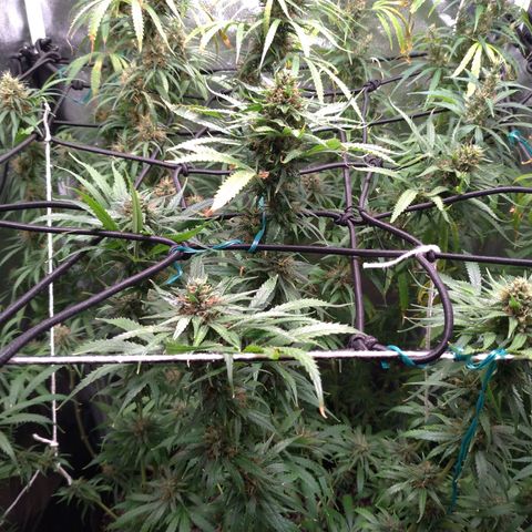 Prenseeds Amarela growlog timeline photo