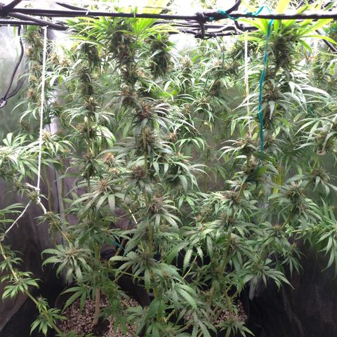 Prenseeds Amarela growlog timeline photo