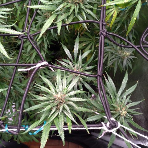 Prenseeds Amarela growlog timeline photo