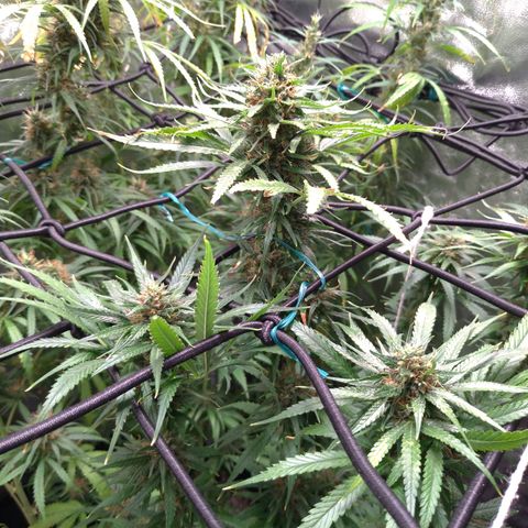 Prenseeds Amarela growlog timeline photo