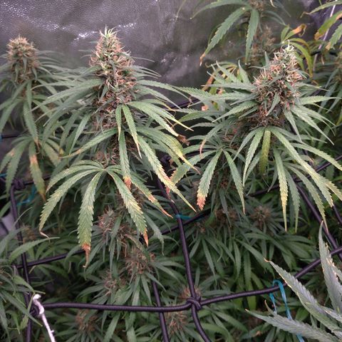 Prenseeds Rosa growlog timeline photo