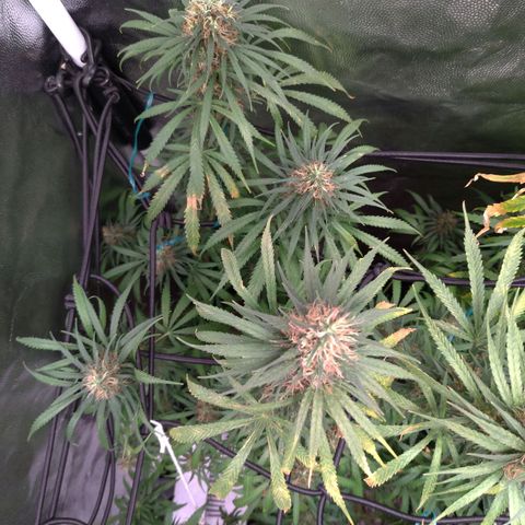 Prenseeds Rosa growlog timeline photo