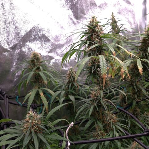 Prenseeds Rosa growlog timeline photo